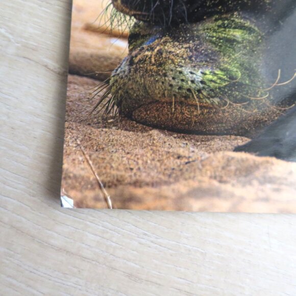 2 Hawaii Tide Moon Phase Calendars 2023/2024 Featuring Marine Life Photography - Picture 10 of 16